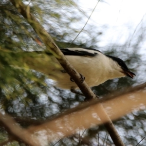 Lalage tricolor at Fyshwick, ACT - 24 Dec 2019