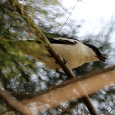 Lalage tricolor (White-winged Triller) at Jerrabomberra Wetlands - 23 Dec 2019 by RodDeb