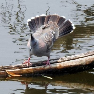 Ocyphaps lophotes (Crested Pigeon) at Jerrabomberra Wetlands - 24 Dec 2019 by RodDeb