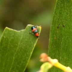 Dicranolaius bellulus (Red and Blue Pollen Beetle) at Fyshwick, ACT - 24 Dec 2019 by RodDeb