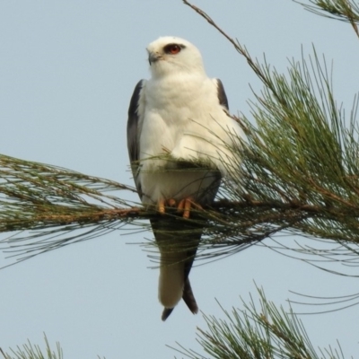 Elanus axillaris (Black-shouldered Kite) at Fyshwick, ACT - 23 Dec 2019 by RodDeb