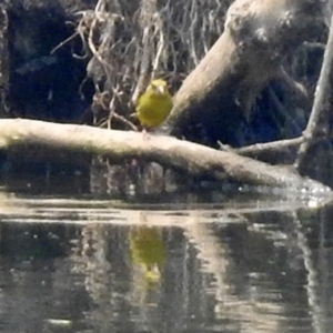 Chloris chloris at Fyshwick, ACT - 24 Dec 2019