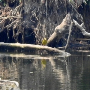 Chloris chloris at Fyshwick, ACT - 24 Dec 2019