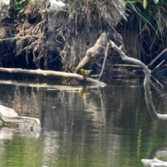 Chloris chloris at Fyshwick, ACT - 24 Dec 2019 11:27 AM