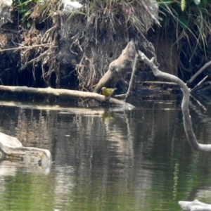 Chloris chloris at Fyshwick, ACT - 24 Dec 2019