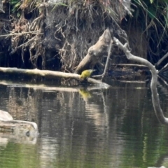 Chloris chloris at Fyshwick, ACT - 24 Dec 2019