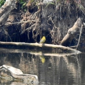 Chloris chloris at Fyshwick, ACT - 24 Dec 2019