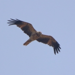 Haliastur sphenurus at Fyshwick, ACT - 24 Dec 2019