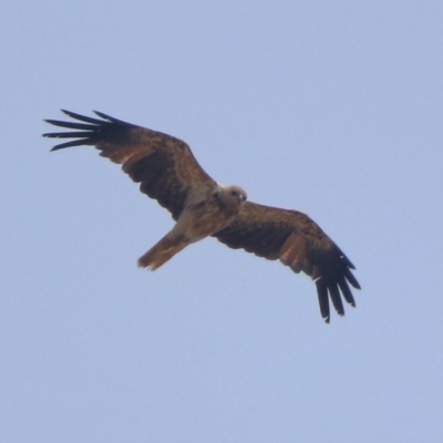 Haliastur sphenurus (Whistling Kite) at Jerrabomberra Wetlands - 24 Dec 2019 by RodDeb