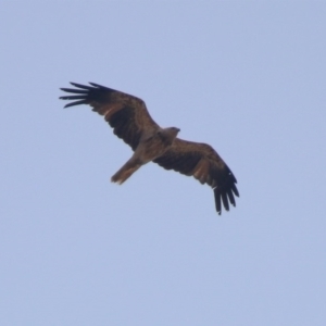 Haliastur sphenurus at Fyshwick, ACT - 24 Dec 2019 11:18 AM