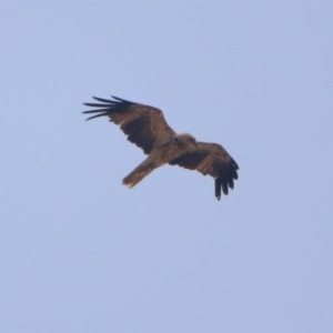 Haliastur sphenurus at Fyshwick, ACT - 24 Dec 2019