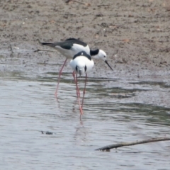 Himantopus leucocephalus (Pied Stilt) at Jerrabomberra Wetlands - 24 Dec 2019 by RodDeb