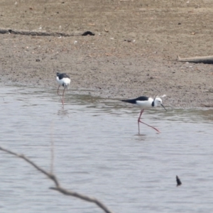 Himantopus leucocephalus at Fyshwick, ACT - 24 Dec 2019 11:41 AM