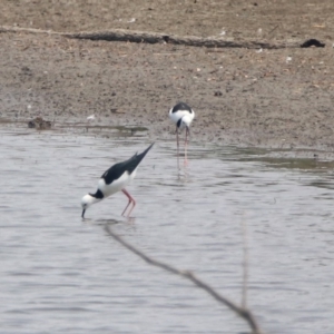 Himantopus leucocephalus at Fyshwick, ACT - 24 Dec 2019 11:41 AM