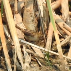 Poodytes gramineus (Little Grassbird) at Fyshwick, ACT - 24 Dec 2019 by RodDeb