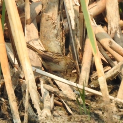 Poodytes gramineus (Little Grassbird) at Jerrabomberra Wetlands - 23 Dec 2019 by RodDeb