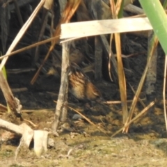 Poodytes gramineus at Fyshwick, ACT - 24 Dec 2019 10:27 AM