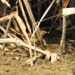 Poodytes gramineus at Fyshwick, ACT - 24 Dec 2019 10:27 AM