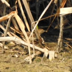 Poodytes gramineus at Fyshwick, ACT - 24 Dec 2019