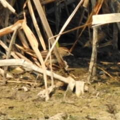 Poodytes gramineus at Fyshwick, ACT - 24 Dec 2019