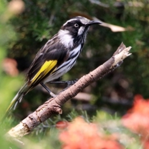 Phylidonyris novaehollandiae at Fyshwick, ACT - 24 Dec 2019