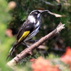 Phylidonyris novaehollandiae at Fyshwick, ACT - 24 Dec 2019