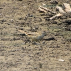 Poodytes gramineus (Little Grassbird) at Fyshwick, ACT - 24 Dec 2019 by RodDeb