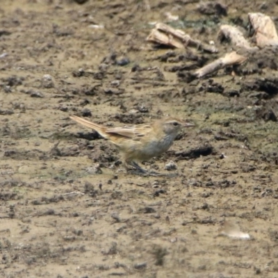 Poodytes gramineus (Little Grassbird) at Fyshwick, ACT - 24 Dec 2019 by RodDeb