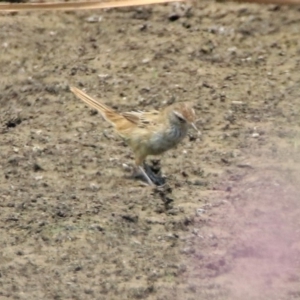 Poodytes gramineus at Fyshwick, ACT - 24 Dec 2019