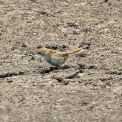 Poodytes gramineus at Fyshwick, ACT - 24 Dec 2019