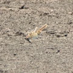 Poodytes gramineus at Fyshwick, ACT - 24 Dec 2019