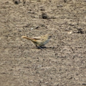 Poodytes gramineus at Fyshwick, ACT - 24 Dec 2019