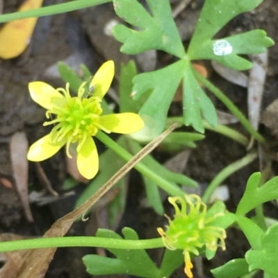 Ranunculus amphitrichus (Small River Buttercup) at Numeralla, NSW - 24 Dec 2019 by JaneR