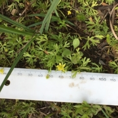 Ranunculus amphitrichus at Numeralla, NSW - 24 Dec 2019