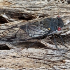 Psaltoda moerens (Redeye cicada) at Fyshwick, ACT - 24 Dec 2019 by RodDeb