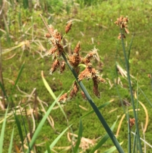 Schoenoplectus tabernaemontani at Numeralla, NSW - 24 Dec 2019 01:46 PM