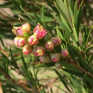 Callistemon sieberi at Numeralla, NSW - 24 Dec 2019