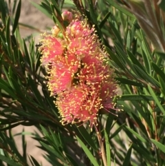 Callistemon sieberi at Numeralla, NSW - 24 Dec 2019