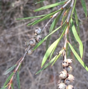 Callistemon sieberi at Numeralla, NSW - 24 Dec 2019