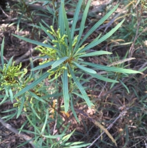 Lomatia myricoides at Numeralla, NSW - 24 Dec 2019