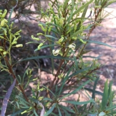 Lomatia myricoides at Numeralla, NSW - 24 Dec 2019