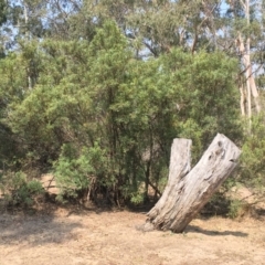 Lomatia myricoides at Numeralla, NSW - 24 Dec 2019