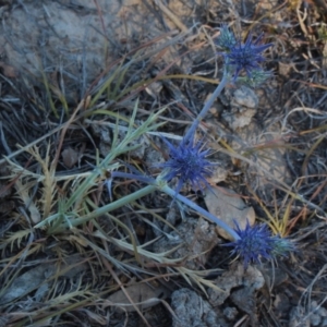 Eryngium ovinum at Gundaroo, NSW - 16 Dec 2019