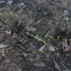 Calocephalus citreus (Lemon Beauty Heads) at Gundaroo, NSW - 16 Dec 2019 by MaartjeSevenster
