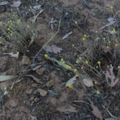 Calocephalus citreus (Lemon Beauty Heads) at Gundaroo Common - 15 Dec 2019 by MaartjeSevenster