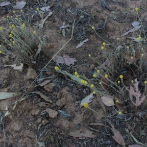 Calocephalus citreus at Gundaroo, NSW - 16 Dec 2019 07:19 AM