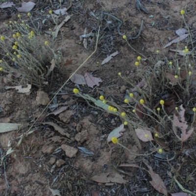 Calocephalus citreus (Lemon Beauty Heads) at Gundaroo, NSW - 16 Dec 2019 by MaartjeSevenster