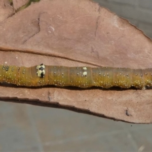 Oenochroma vinaria at Kambah, ACT - 26 Dec 2019 03:28 PM