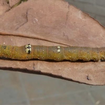 Oenochroma vinaria (Pink-bellied Moth, Hakea Wine Moth) at Kambah, ACT - 26 Dec 2019 by HarveyPerkins