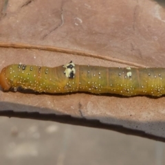 Oenochroma vinaria at Kambah, ACT - 26 Dec 2019